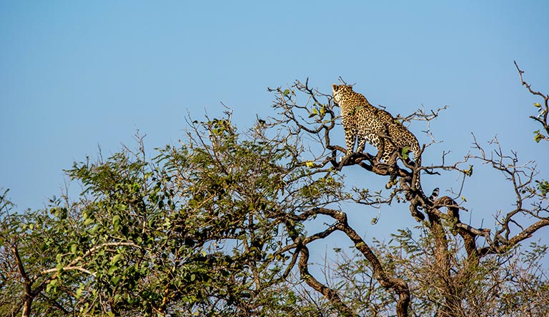 gir-forest-leopard-sasan-gir-gujarat-india